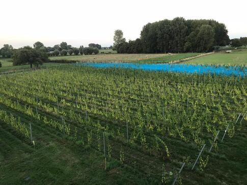 Dit is een foto van de wijngaard