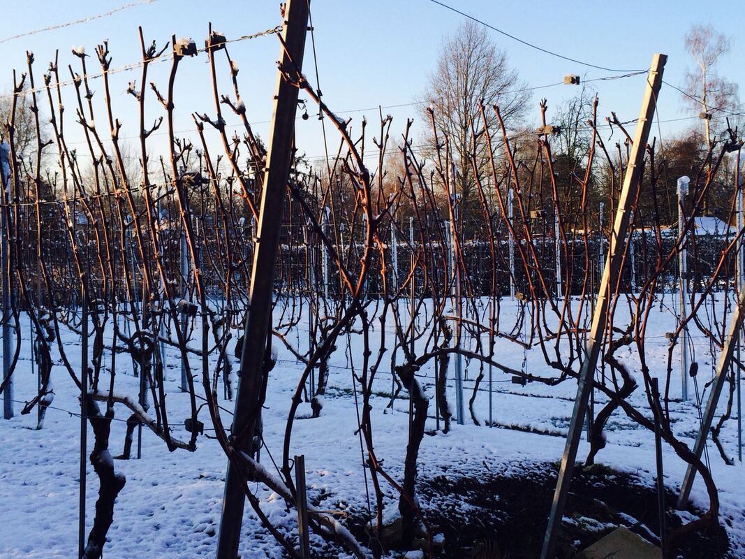 Dit is een foto van de besneeuwde wijngaard thuis